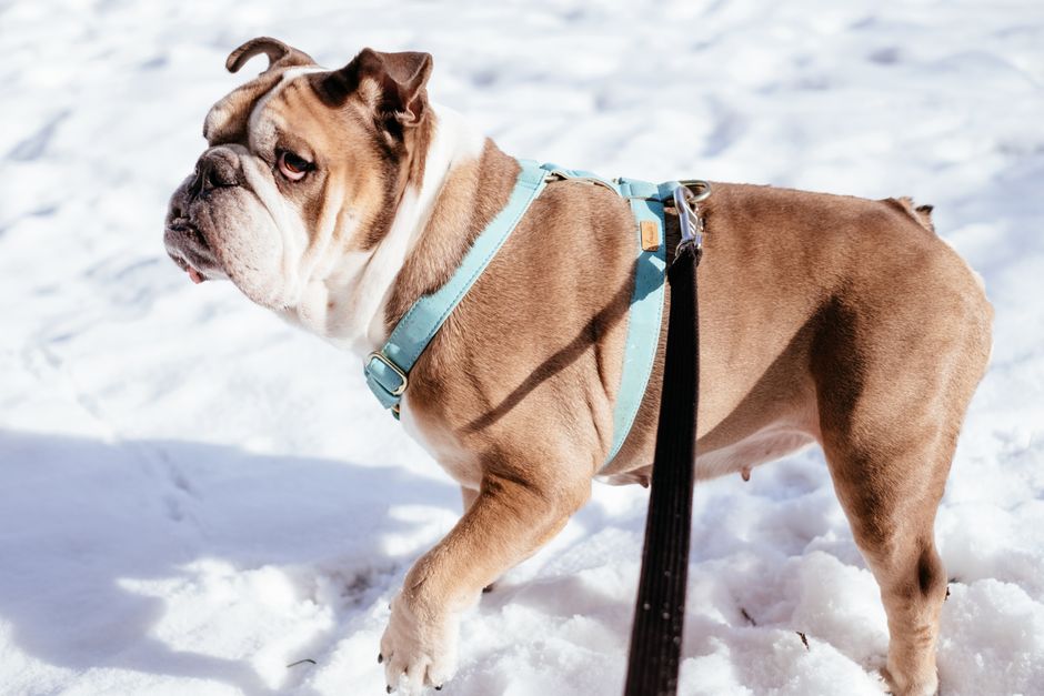 Een vrolijke hond die een zachte harnas draagt tijdens een wandeling in het park, met een blije eigenaar.